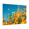 101875-218.jpg Orange Petaled Flowers Poster