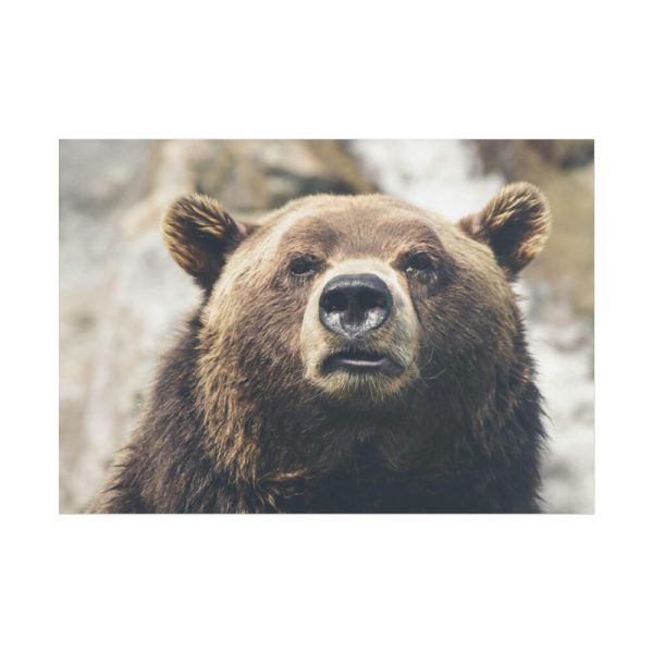 Head of Grizzly Bear Poster