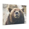 Head of Grizzly Bear Poster