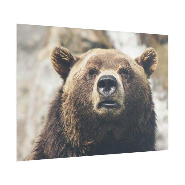 Head of Grizzly Bear Poster