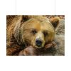101875-229.jpg Bear is Resting Poster