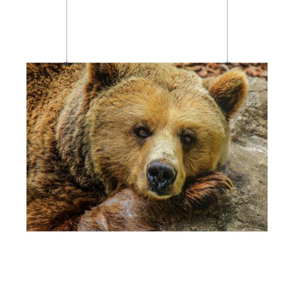101875-229.jpg Bear is Resting Poster