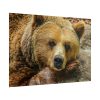 101875-230.jpg Bear is Resting Poster