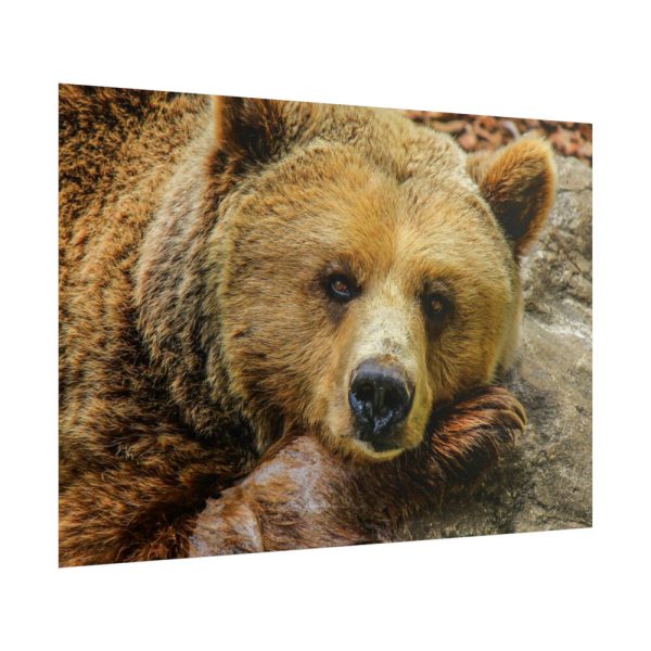 101875-230.jpg Bear is Resting Poster
