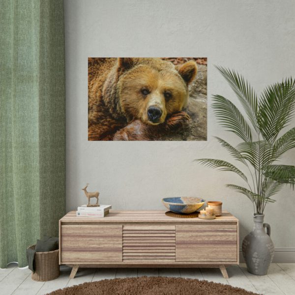 101875-231.jpg Bear is Resting Poster