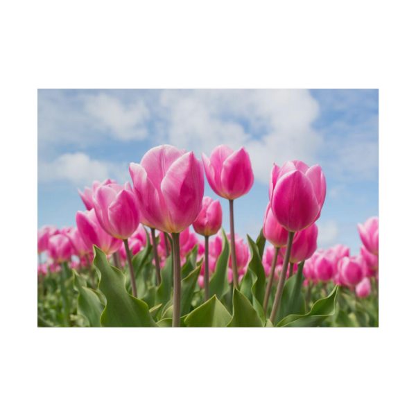 Tulip Beauty Poster