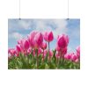 Tulip Beauty Poster