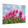 Tulip Beauty Poster