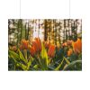 Blooming Orange Tulips Poster