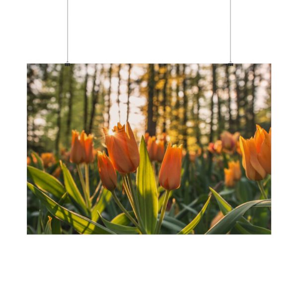 Blooming Orange Tulips Poster