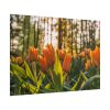Blooming Orange Tulips Poster