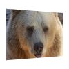 Bear Close up Poster
