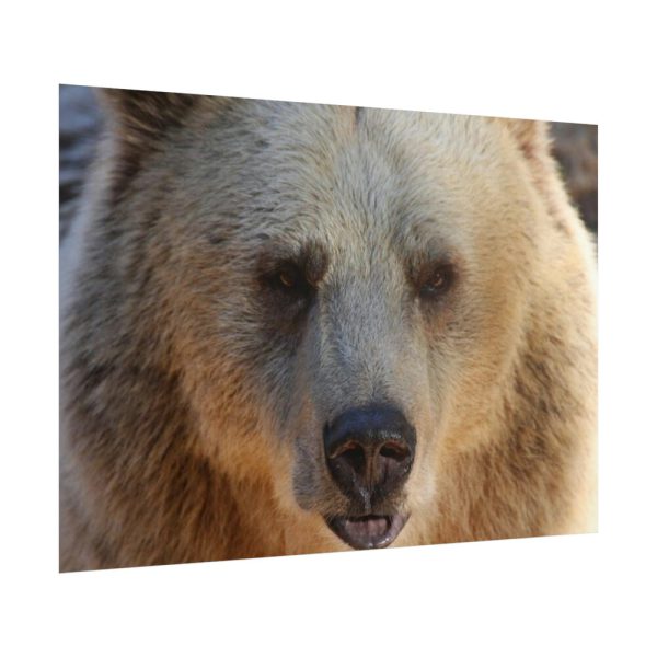 Bear Close up Poster