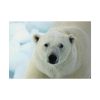 101875-248.jpg Polar Bear Close up Poster