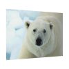 101875-250.jpg Polar Bear Close up Poster