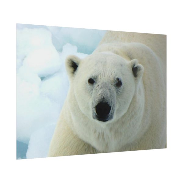 101875-250.jpg Polar Bear Close up Poster
