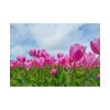 101875-252.jpg Pink Tulip Poster
