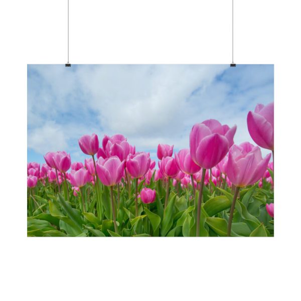 101875-253.jpg Pink Tulip Poster