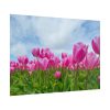 101875-254.jpg Pink Tulip Poster