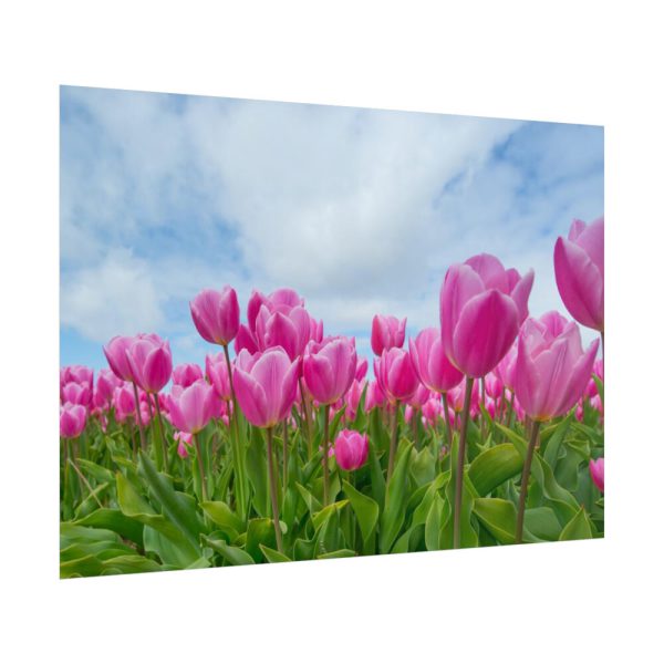 101875-254.jpg Pink Tulip Poster