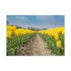 Yellow Tulip Poster