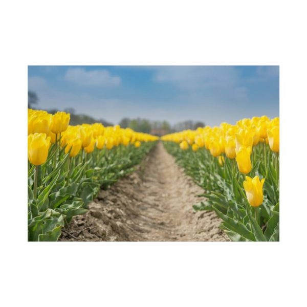 Yellow Tulip Poster