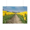 Yellow Tulip Poster