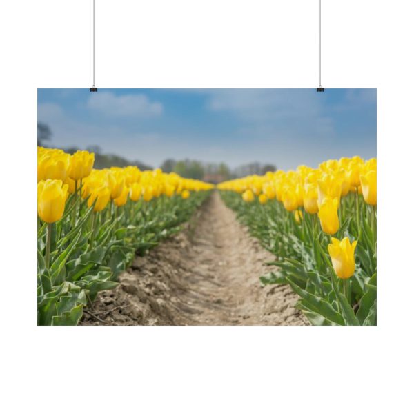 Yellow Tulip Poster