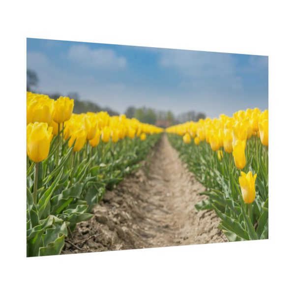 Yellow Tulip Poster