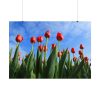 Red Tulip Poster