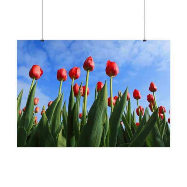 Red Tulip Poster