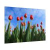 Red Tulip Poster