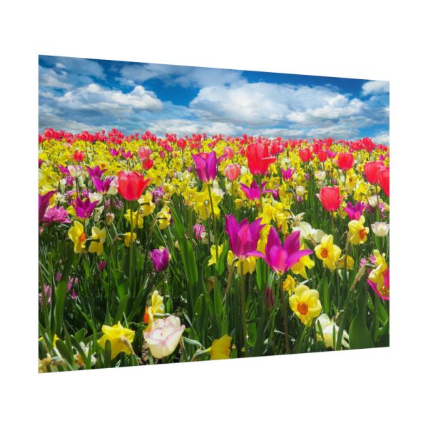 Tulips Beautiful Poster