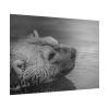 101875-278.jpg Polar Bear Black and White Poster