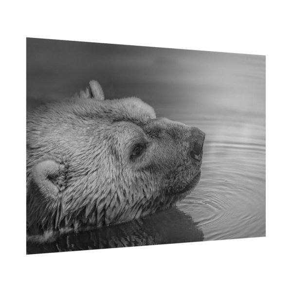 101875-278.jpg Polar Bear Black and White Poster