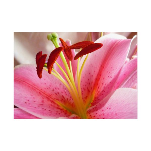 Colorful Pink Poster