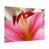 Colorful Pink Poster