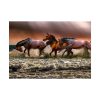 101875-297.jpg Australian Horses Poster