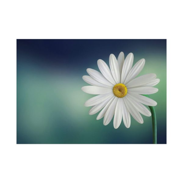 Lonely Daisy Poster
