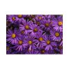 Purple Daisy Poster