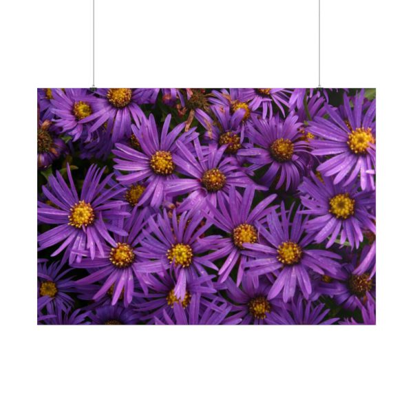 Purple Daisy Poster
