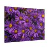 Purple Daisy Poster