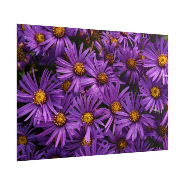 Purple Daisy Poster