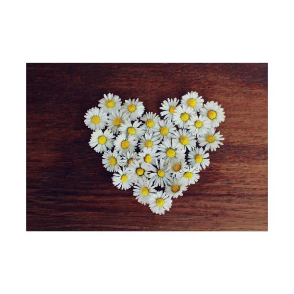 101875-357.jpg White Daisy in Heart Shape Poster