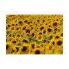 101875-36.jpg Sunflower Farm Poster