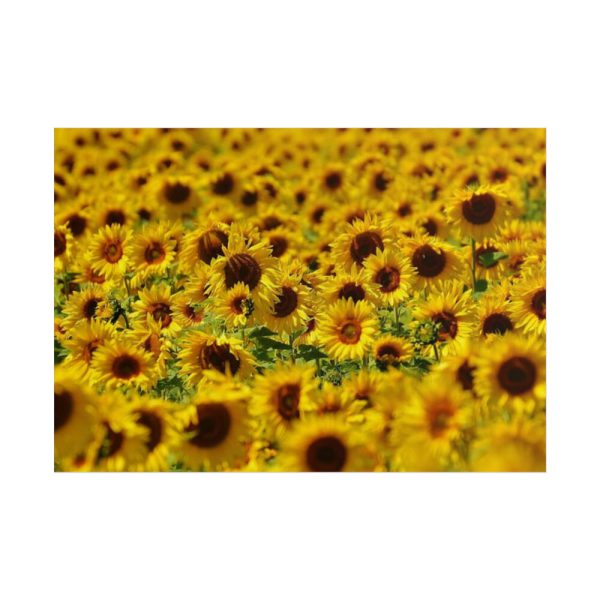 101875-36.jpg Sunflower Farm Poster