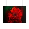 Red Daisy Poster