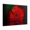 Red Daisy Poster