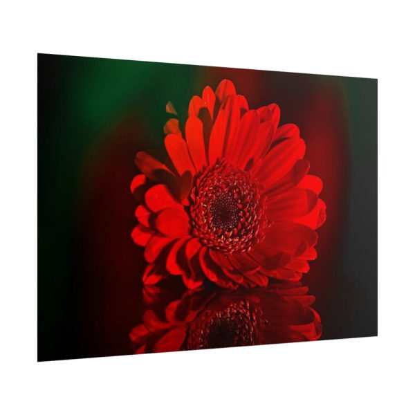 Red Daisy Poster