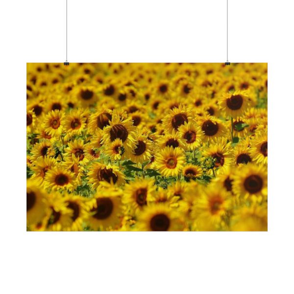 101875-37.jpg Sunflower Farm Poster